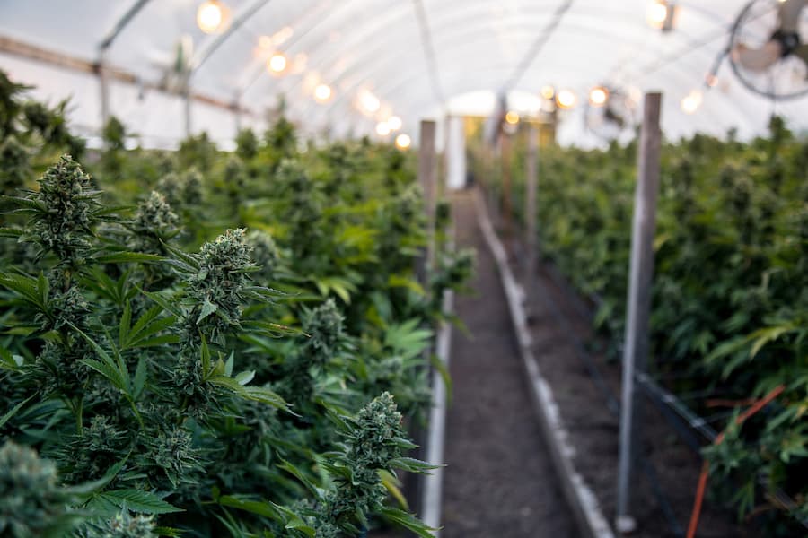 Cannabis attorney overseeing marijuana plants in a greenhouse